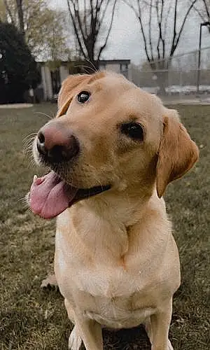 Name Labrador Retriever Dog Athena