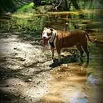 Water, Dog, Plant, Dog breed, Working Animal, Carnivore, Wood, Liver, Fawn, Grass, Lake, Snout, Landscape, Ford, Terrestrial Animal, Tail, Companion dog, Forest, Gun Dog, Canidae