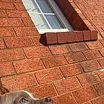 Dog, Window, Light, Carnivore, Water, Wood, Working Animal, Fawn, Brick, Brickwork, Tints And Shades, Grass, Road Surface, Sculpture, Companion dog, Snout, Dog breed, House, Art