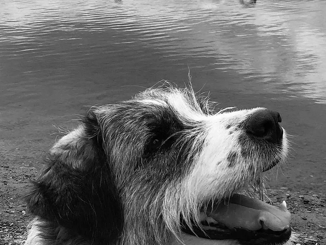 Water, Dog, White, Dog breed, Carnivore, Bird, Black-and-white, Style, Companion dog, Lake, Monochrome, Black & White, Snout, Whiskers, Happy, Working Animal, Canidae, Furry friends, Stock Photography