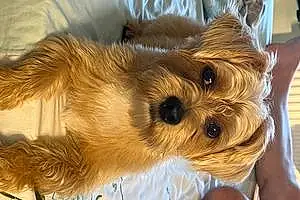 Yorkshire Terrier Dog Leon
