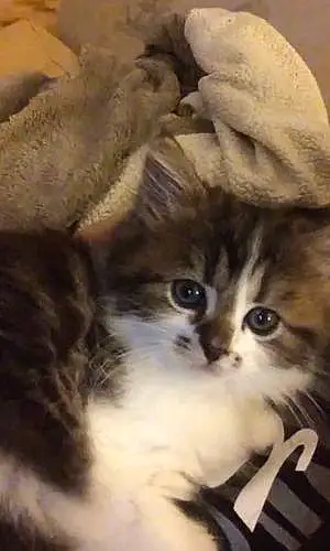 Name Persian Cat Gizmo