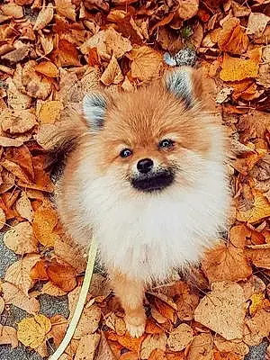 Name Pomeranian Dog Bambi