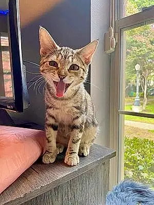 Name Bengal Cat Nala