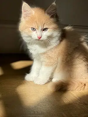  Other Cat Napoleon
