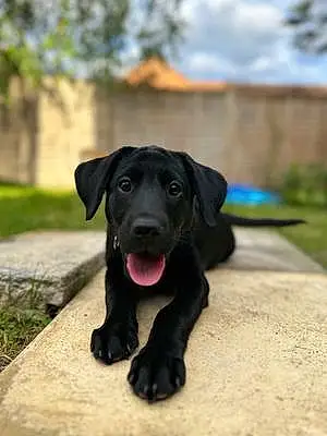 Name Labrador Retriever Dog Echo