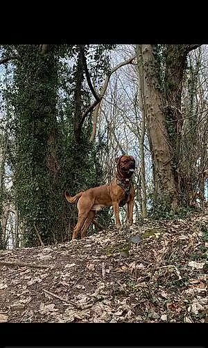 Forest  Other Dog Rigby