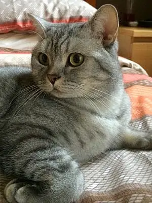 Name British Shorthair Cat Bacardi
