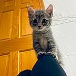 Cat, Carnivore, Felidae, Small To Medium-sized Cats, Whiskers, Grey, Fawn, Window, Snout, Tail, Wood, Electric Blue, Domestic Short-haired Cat, Furry friends, Paw, Comfort, Russian blue, Sitting, Door, Hardwood