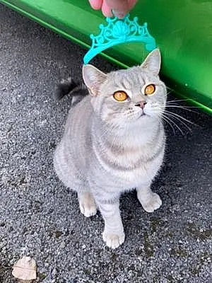 Name British Shorthair Cat Princess
