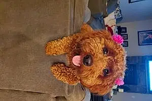 Name Goldendoodle Dog Dora