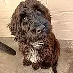 Dog, Water Dog, Carnivore, Dog breed, Liver, Companion dog, Snout, Toy Dog, Working Animal, Terrier, Small Terrier, Furry friends, Labradoodle, Canidae, Terrestrial Animal, Cockapoo, Poodle Crossbreed, Dog Collar, Bathing
