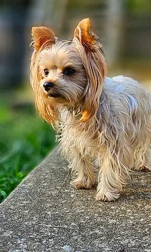 Yorkshire Terrier Dog Payton
