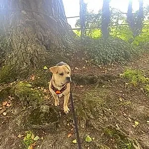 Forest Dog Bruce