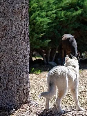 Forest Husky Dog Akira