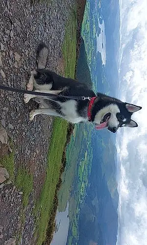 Name Alaskan Malamute Dog Axel