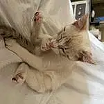 Cat, Comfort, Carnivore, Felidae, Small To Medium-sized Cats, Gesture, Whiskers, Ear, Fawn, Snout, Bed, Tail, Furry friends, Claw, Paw, Domestic Short-haired Cat, Nail, Linens, Nap