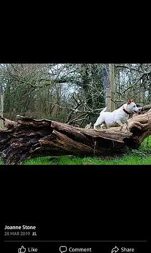 Forest Jack Russell Dog Belatrix