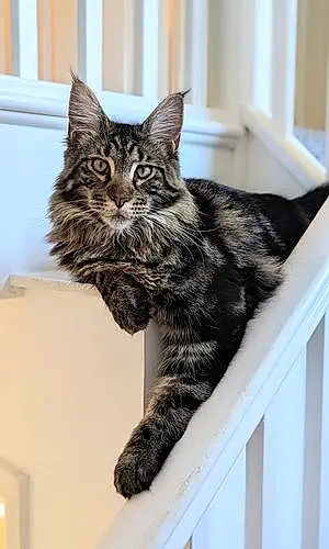 Name Maine Coon Cat Hades