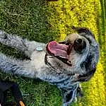 Dog, Carnivore, Dog breed, Collar, Grass, Fawn, Working Animal, Companion dog, Snout, Tail, Biting, Plant, Terrestrial Animal, Furry friends, Whiskers, Canidae, Leash, Yawn, Working Dog