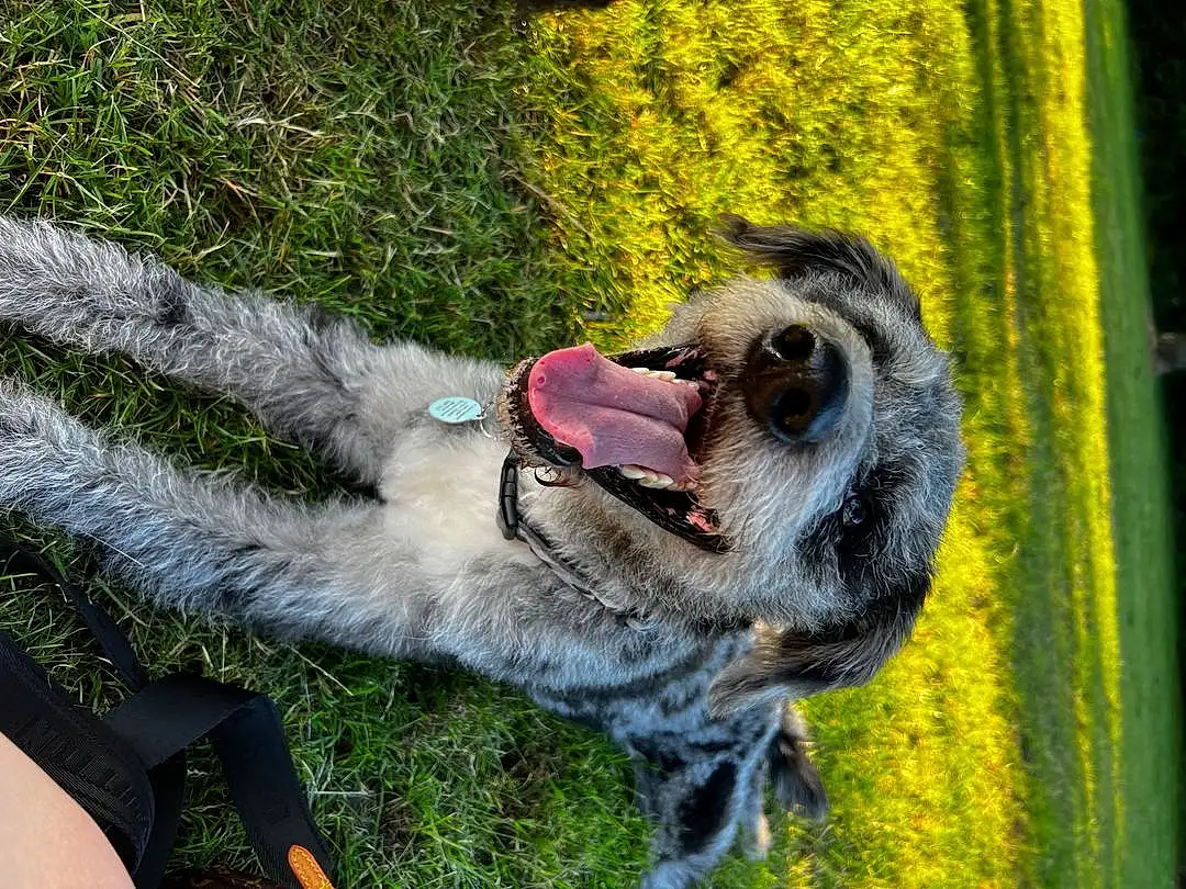 Dog, Carnivore, Dog breed, Collar, Grass, Fawn, Working Animal, Companion dog, Snout, Tail, Biting, Plant, Terrestrial Animal, Furry friends, Whiskers, Canidae, Leash, Yawn, Working Dog