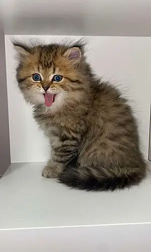 Name Persian Cat Chilli