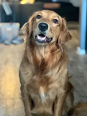 Name Golden Retriever Dog Dahlia