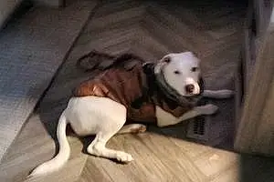 Name Pitt Bull Terrier Dog Daenerys