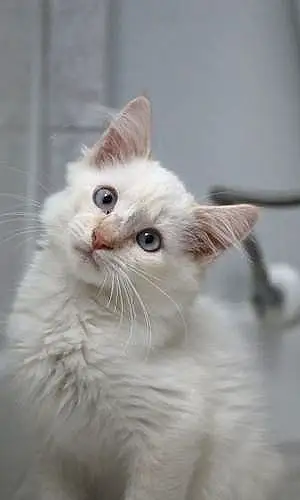 Name Siamese Cat Gus