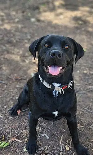 Name Labrador Retriever Dog Dash