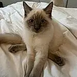 Cat, Siamese, Carnivore, Small To Medium-sized Cats, Whiskers, Fawn, Felidae, Balinese, Birman, Thai, Snout, Ragdoll, Furry friends, Comfort, Tonkinese, Paw