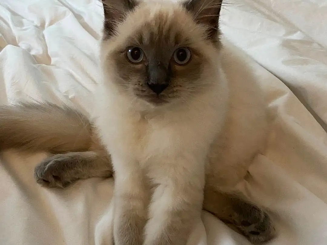 Cat, Siamese, Carnivore, Small To Medium-sized Cats, Whiskers, Fawn, Felidae, Balinese, Birman, Thai, Snout, Ragdoll, Furry friends, Comfort, Tonkinese, Paw