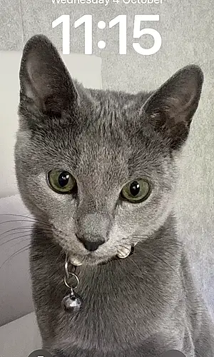 Name Russian Blue Cat Boo