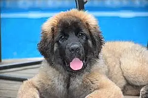 Name Leonberger Dog Khloe