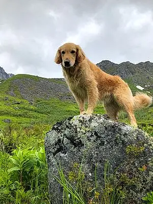 Name Golden Retriever Dog Bolt