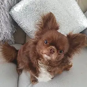 Name Chihuahua Dog Khaleesi