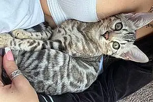 Name Bengal Cat Gigi