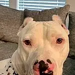 Dog, Dog breed, Carnivore, Jaw, Collar, Fawn, Whiskers, Companion dog, Pet Supply, Dog Supply, Snout, Terrestrial Animal, Working Animal, Canidae, Guard Dog, Dogo Argentino, Working Dog, Non-sporting Group, Fang