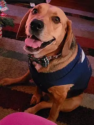Name Beagle Dog Guinness