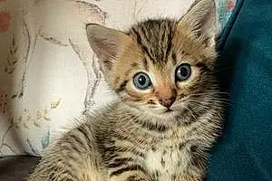Name Bengal Cat Lemmy