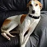 Dog, Carnivore, Dog breed, Fawn, Companion dog, Snout, Working Animal, Sighthound, Collar, Terrestrial Animal, Rampur Greyhound, Canidae, Couch, Dog Collar, Sleeper Chair, Non-sporting Group, Whiskers, Hunting Dog, Hound