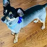 Dog, Dog breed, Carnivore, Collar, Dog Supply, Fawn, Companion dog, Working Animal, Snout, Wood, Hardwood, Electric Blue, Canidae, Dog Collar, Furry friends, Tail, Toy Dog, Plank