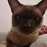 Cat, Felidae, Carnivore, Ear, Comfort, Whiskers, Thai, Small To Medium-sized Cats, Fawn, Siamese, Balinese, Snout, Dog breed, Tonkinese, Furry friends, Domestic Short-haired Cat, Canidae, Tail, Paw, Linens