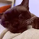 Cat, Felidae, Carnivore, Small To Medium-sized Cats, Comfort, Whiskers, Ear, Snout, Black cats, Tail, Furry friends, Domestic Short-haired Cat, Claw, Paw, Nap, Sleep