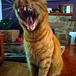 Cat, Window, Human Body, Felidae, Wood, Roar, Carnivore, Whiskers, Fawn, Small To Medium-sized Cats, Fang, Hardwood, Tail, Yawn, Paw, Domestic Short-haired Cat, Terrestrial Animal, Shout, Varnish