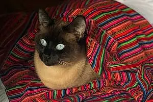 Name Siamese Cat Azul