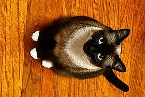 Name Siamese Cat Cesar