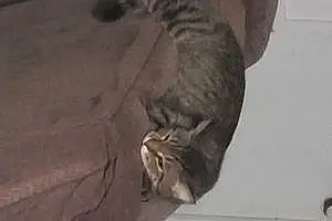 Name Tabby Cat Cuddles
