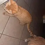 Cat, Carnivore, Felidae, Wood, Fawn, Small To Medium-sized Cats, Hardwood, Tail, Comfort, Tile Flooring, Whiskers, Furry friends, Domestic Short-haired Cat, Paw, Human Leg, Terrestrial Animal