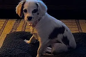Name Cavalier King Charles Spaniel Dog Gemma